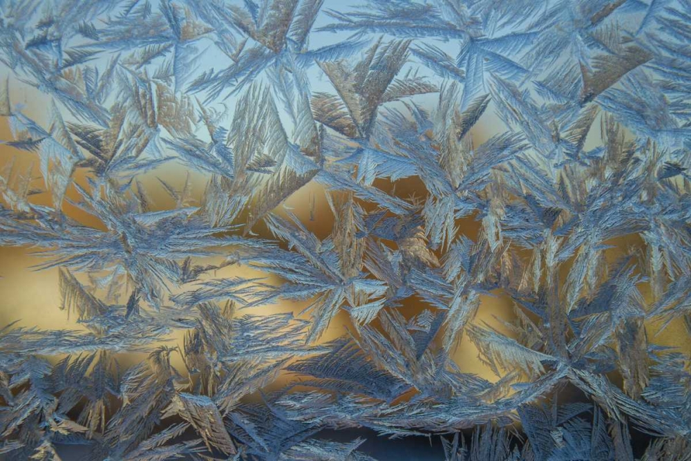 USA, Colorado, Denver Frost on a window